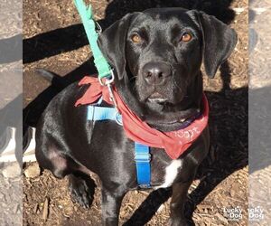 Coraline - Female Labrador Retriever-Unknown Mix Dog for Adoption
