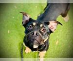 Small American Pit Bull Terrier