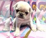 Small Photo #2 Pug Puppy For Sale in Abilene, KS, USA