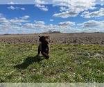 Small Photo #3 Labrador Retriever Puppy For Sale in JANESVILLE, WI, USA