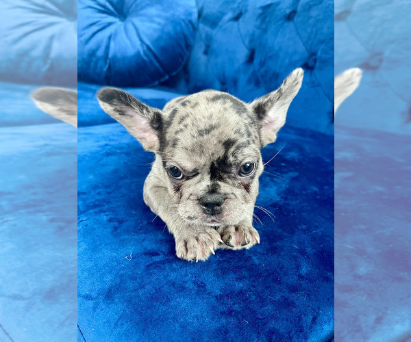 Medium Photo #51 French Bulldog Puppy For Sale in NEW YORK, NY, USA