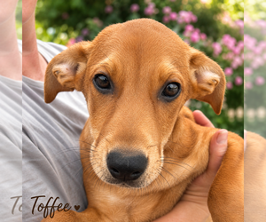 Rhodesian Ridgeback-Unknown Mix Dogs for adoption in Sterling, MA, USA