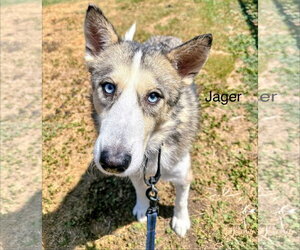 Siberian Husky Dogs for adoption in Carrollton, TX, USA