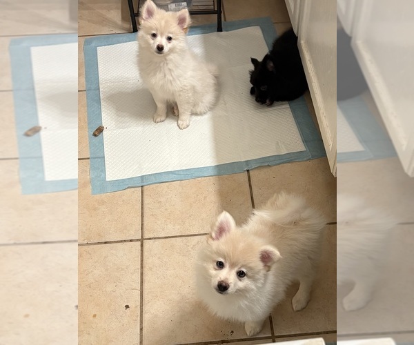 Medium Photo #1 Pomeranian Puppy For Sale in CEDAR HILL, TX, USA