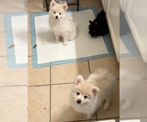 Pomeranian Puppy for sale in CEDAR HILL, TX, USA