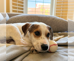 Small #4 Mutt