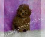 Small #1 Poodle (Miniature)