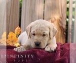 Ridge - Male Labrador Retriever Puppy for Sale - Photo #6