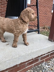 Goldendoodle Puppy for sale in SHELBY, OH, USA