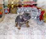 Small Photo #13 French Bulldog Puppy For Sale in BITTER LAKE, WA, USA