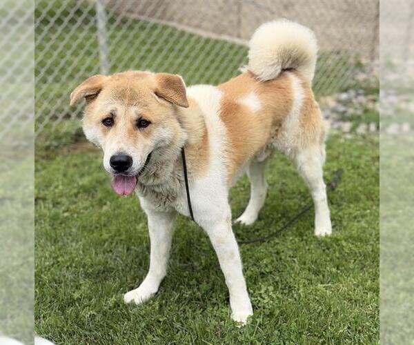 Medium Photo #1 Akita-Unknown Mix Puppy For Sale in Modesto, CA, USA