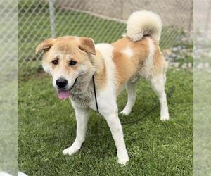 Akita-Unknown Mix Dogs for adoption in Modesto, CA, USA