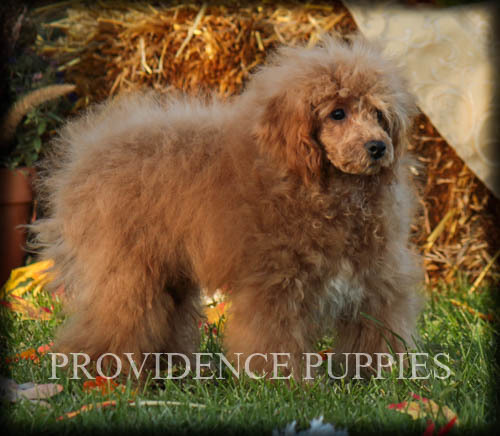 Medium Photo #53 Poodle (Miniature) Puppy For Sale in COPPOCK, IA, USA