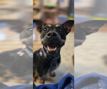 Small Photo #2 - Mix Puppy For Sale in Candler, NC, USA