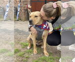 Small #10 American Pit Bull Terrier Mix
