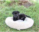 Small #2 Labrador Retriever