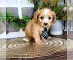 Small Photo #1 Cavapoo Puppy For Sale in MOUNT VERNON, OH, USA