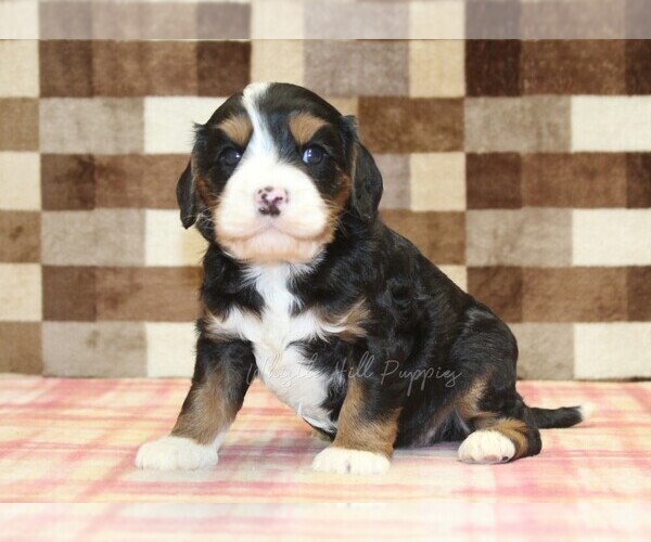 Medium Photo #2 Bernedoodle (Miniature)-Cavapoo (Miniature) Mix Puppy For Sale in DENVER, PA, USA