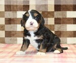 Small #1 Bernedoodle (Miniature)-Cavapoo (Miniature) Mix