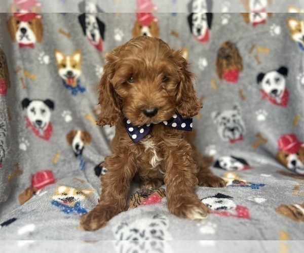 Medium Photo #4 Cock-A-Poo Puppy For Sale in LAKELAND, FL, USA