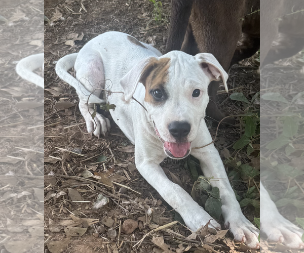 Medium Photo #1 Boxer-Unknown Mix Puppy For Sale in Decatur, GA, USA