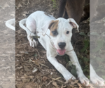Small Boxer Mix