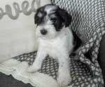 Puppy Hercules Schnauzer (Miniature)