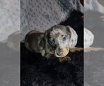 Puppy Big Blue Dachshund