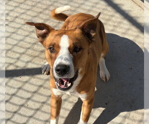 Mutt Dogs for adoption in Tulsa, OK, USA