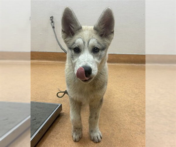 Medium Photo #1 Siberian Husky Puppy For Sale in Martinez, CA, USA