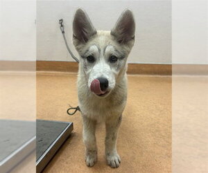 Siberian Husky Dogs for adoption in Martinez, CA, USA