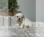 Puppy Puppy 1 French Bulldog