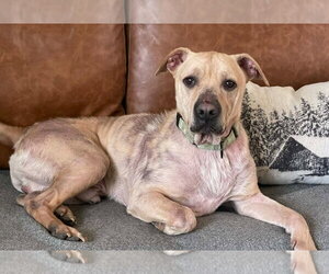 Labrador Retriever-Unknown Mix Dogs for adoption in Walnutport, PA, USA