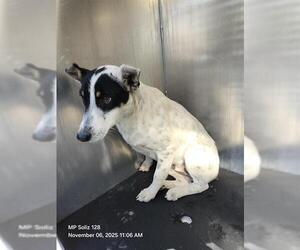 Mutt Dogs for adoption in San Antonio, TX, USA