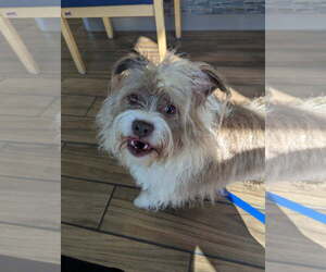 Medium Petit Basset Griffon Vendeen Mix
