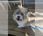 Small Petit Basset Griffon Vendeen Mix