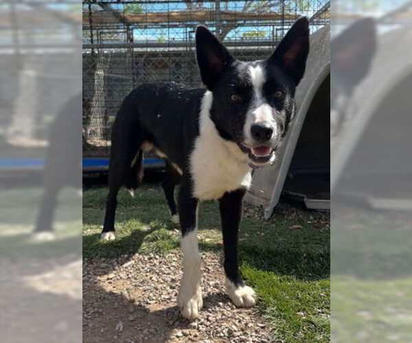 Medium Photo #2 Border Collie-Unknown Mix Puppy For Sale in Ventura, CA, USA