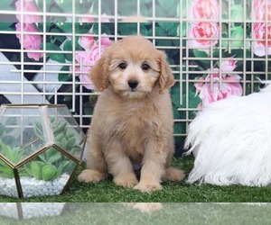 Goldendoodle Puppy for sale in MARIETTA, GA, USA