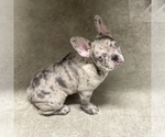 Small Photo #26 French Bulldog Puppy For Sale in GIG HARBOR, WA, USA