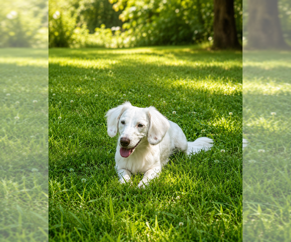 Medium Photo #1 Dachshund Puppy For Sale in PAMPLIN, VA, USA