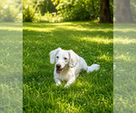 Small Photo #1 Dachshund Puppy For Sale in PAMPLIN, VA, USA
