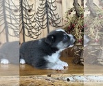 Small Photo #4 Pomsky Puppy For Sale in STAPLES, MN, USA