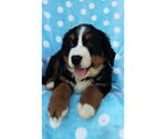 Small Photo #6 Bernese Mountain Dog Puppy For Sale in LANCASTER, PA, USA