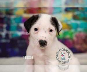 Staffordshire Bull Terrier-Unknown Mix Dogs for adoption in Omaha, NE, USA