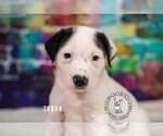 Small Staffordshire Bull Terrier Mix