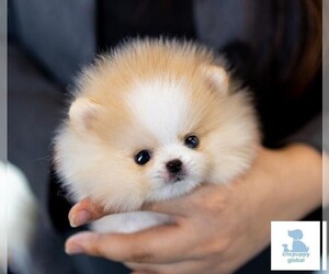 Pomeranian Puppy for sale in CHINO HILLS, CA, USA