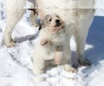 Small #4 Great Pyrenees