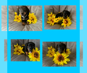 Dachshund Puppy for sale in BENNINGTON, OK, USA