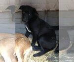 Small Photo #3 Anatolian Shepherd-Labrador Retriever Mix Puppy For Sale in Tracy City, TN, USA