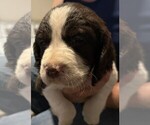 Puppy Bear English Springer Spaniel